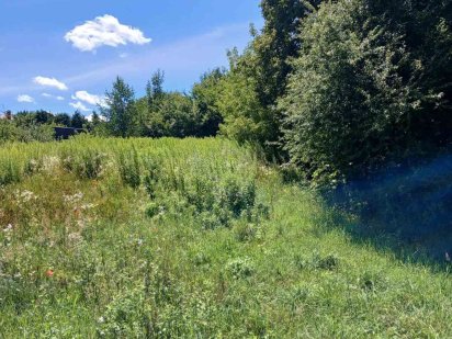 Земельна ділянка 37,67 соток в центрі  Кривина