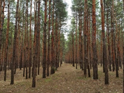 Земельна ділянка м.Нетішин: Солов’є; участок для ведення С/Г біля лісу