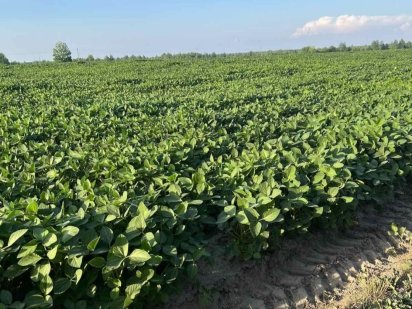 Продам землю сільськогосподарського призначення 1000га Звягель