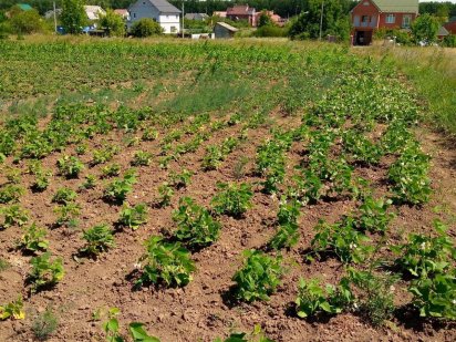 Участок під забудову, 10 соток, м. Новодністровськ Новодністровськ
