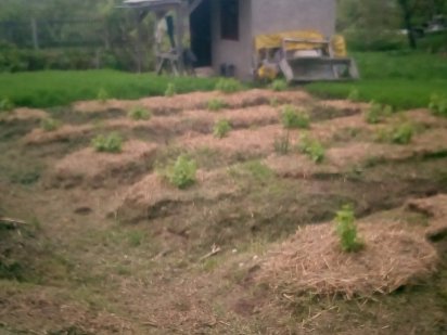 Дача, дачний участок, земельна дiлянка район болгарбуд/ветеран Звягель