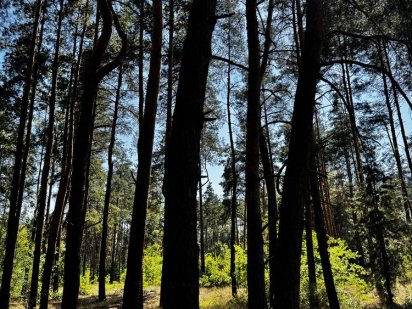 Участок 7,5 соток в соснах. Самар