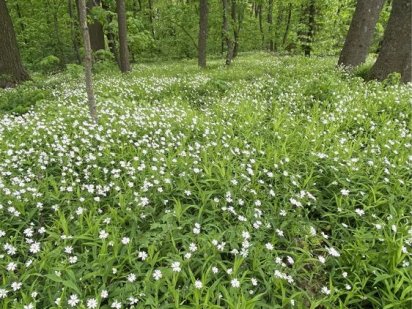 Ділянка 22 сотки с. Григорівка м. Обухів 5 км