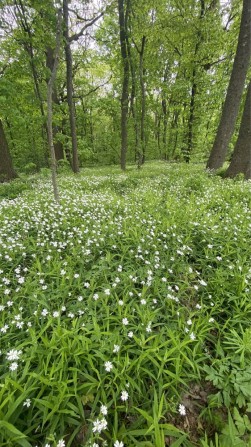 Ділянка 22 сотки с. Григорівка м. Обухів 5 км - фото 1