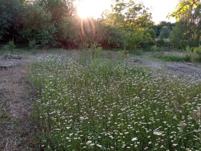 Продам ділянку в садовому товаристві біля м. Прилуки Прилуки