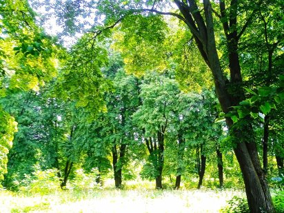 Земельна ділянка для бази відпочинку, зеленого туризму. Славута