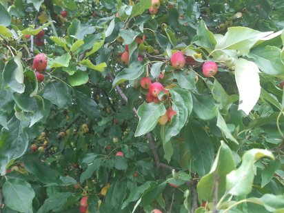 Будівельна ділянка 8 сотих Староконстантинов