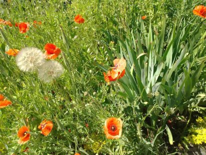 Продам пай 6 гектаров, 100 м2 100 $ Фастов