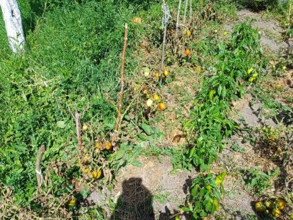 Дача,дачна ділянка Хмільник