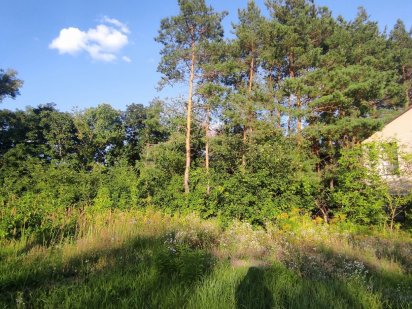 Новинка!Дачна земельна ділянка! Гайок, шикарне місце