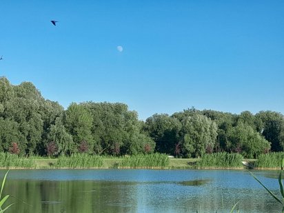 Участок земли в садовом товариществе Бориспіль