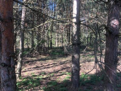 Ділянка під індивідуальний будинлк під лісом