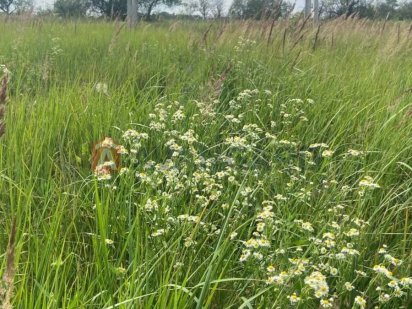 Без%  15 соток в селі Буча(Гурівщина) Бузівська - 9950 у.е. Буча