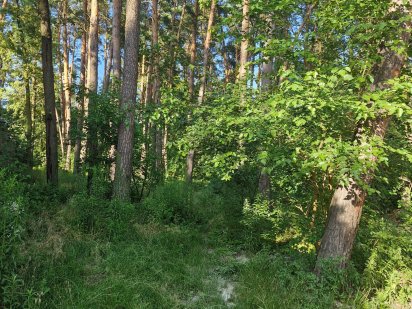 Земельна ділянка 10 соток, Лісова Буча 2-х фасадна. БЕЗ КОМІСІЇ.