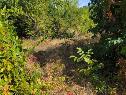 Продам  дачный участок 6 соток Кривий Ріг