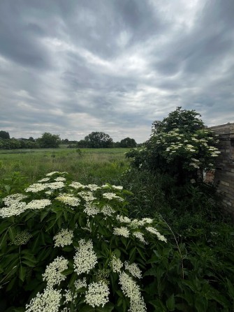 Земельна ділянка площею 44,6 сот з газом, електрика. с. Ситняки 19500$ - фото 1