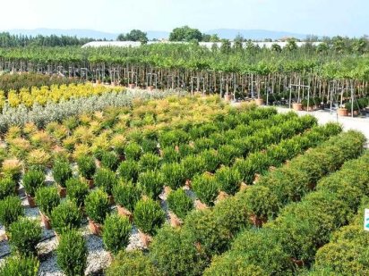 Продажа земля 50га Бориспільський район питомник растений, Бориспіль Бориспіль