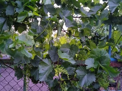 Продам дачу на пивзаводе, район окружной. Кривий Ріг