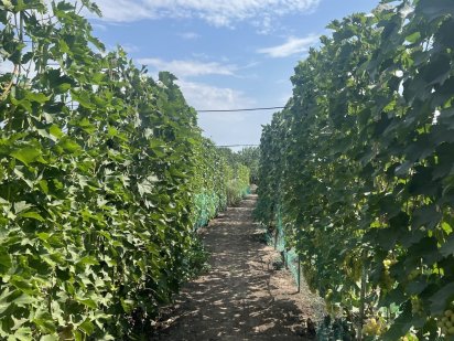 Дачный участок с виноградником Нікополь