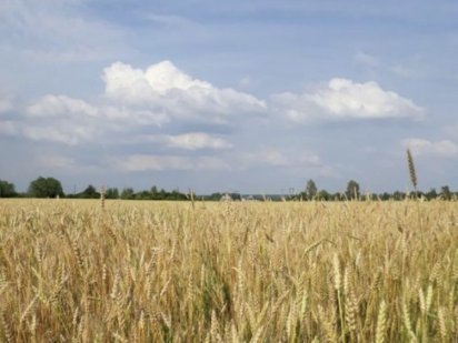 продам земельну ділянку ОСГ Никополь