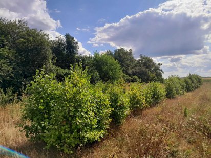 Продаётся участок в Новой Диканьке Полтава