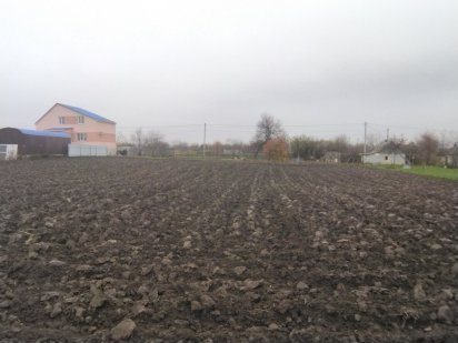 Ивонченцы срочно продам! Полтава