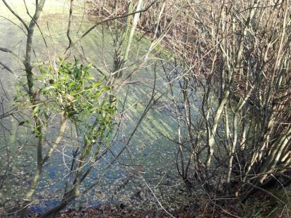 Продаж  приватизованої ділянки 17 сот Полтава