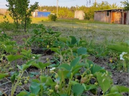 Дачний ділянок в 10 км від Полтави /// ЗНИЖКА Полтава