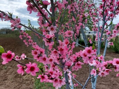 Продам участок земли Супруновка, участок земли Полтава Полтава