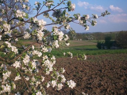 Продам участок 10 соток Переяслав-Хмельницький