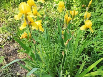 Продажа дачного участка Суми