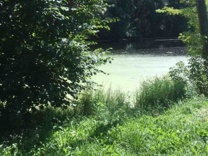 Продам дачный участок, приватизированный на Воронино, можно увеличить. Полтава