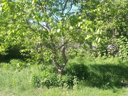 Ви мрієте про власну дачу? Полтава