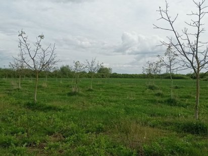 Горіховий сад ( 100 дерев ) Ужгород