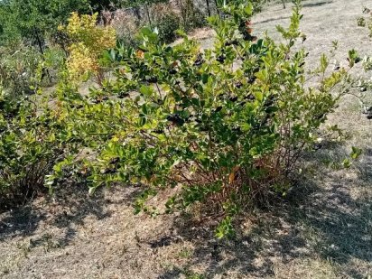 Земельный участок 16 соток, преватизированый с садом Дніпро