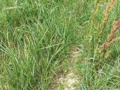 12 +4 с. в Києві, район Авторинок Жуляни. будиночок та ділянку. Продам Киев