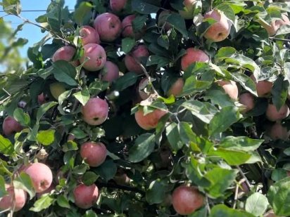 Продам фруктовый сад Дніпро