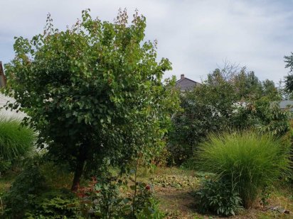 Большой участок в Аркадии! Одесса