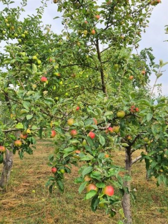 Продам велику ділянку з копанкою у Зарванці (біля Вінниці) - фото 1