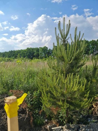 Земельні ділянки Крюківщина (масив Удачний) від 5 соток.Без комісії - фото 1