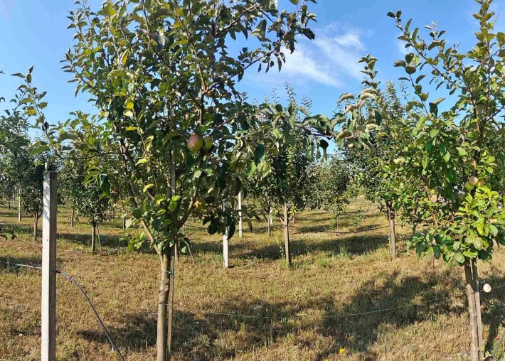 Продам земельну ділянку з садом. БЕЗ КОМІСІЇ - фото 1