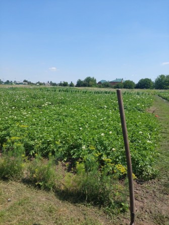 Продаж ділянки, терміново - фото 1