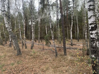 Земельна ділянка. Здвижівка.12 соток. Здвижевка