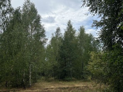 12 соток в лісочку! С. Здвижівка! ТОП ЦІНА Здвижівка