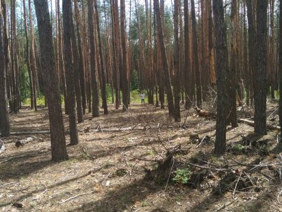 Земельна ділянка в сосновому лісі (Участок в сосновом лесу) Колонщина Колонщина
