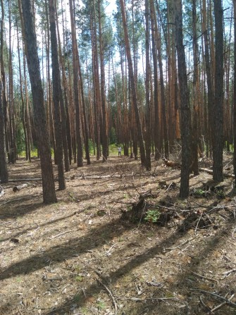 Земельна ділянка в сосновому лісі (Участок в сосновом лесу) Колонщина - фото 1