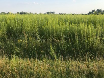 Продам земельну ділянку в с. Красилівка, Броварського р-на