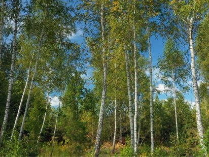 Ділянка землі під забудову
