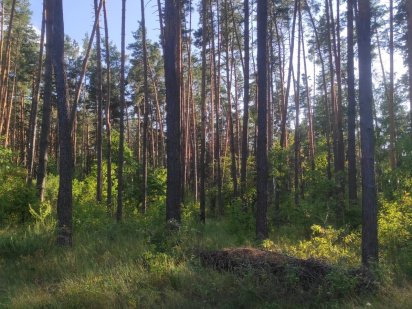 Земельна ділянка, Вишгородський р-н, біля с Лебедівка,на березі каналу