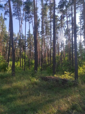 Земельна ділянка, Вишгородський р-н, біля с Лебедівка,на березі каналу - фото 1